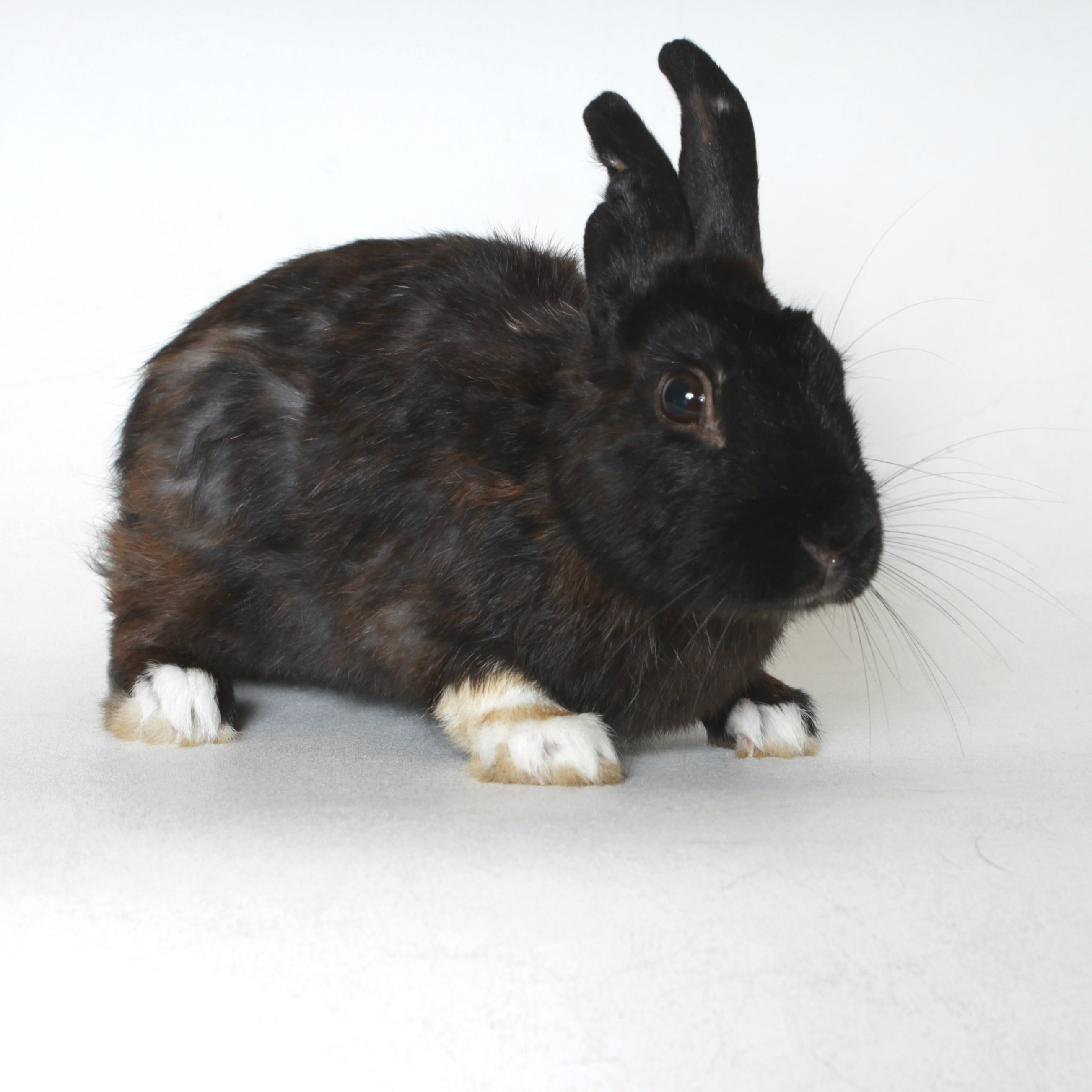 rabbit humane society near me